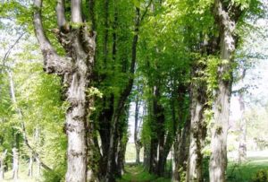 Zespół dworsko pałacowy w Zbydniowie