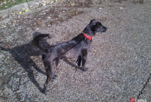 Pilnie poszukiwany właściciel psa