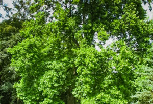 Tulipanowiec - okaz rosnący w parku