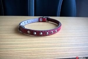 Pilnie poszukiwany właściciel psa